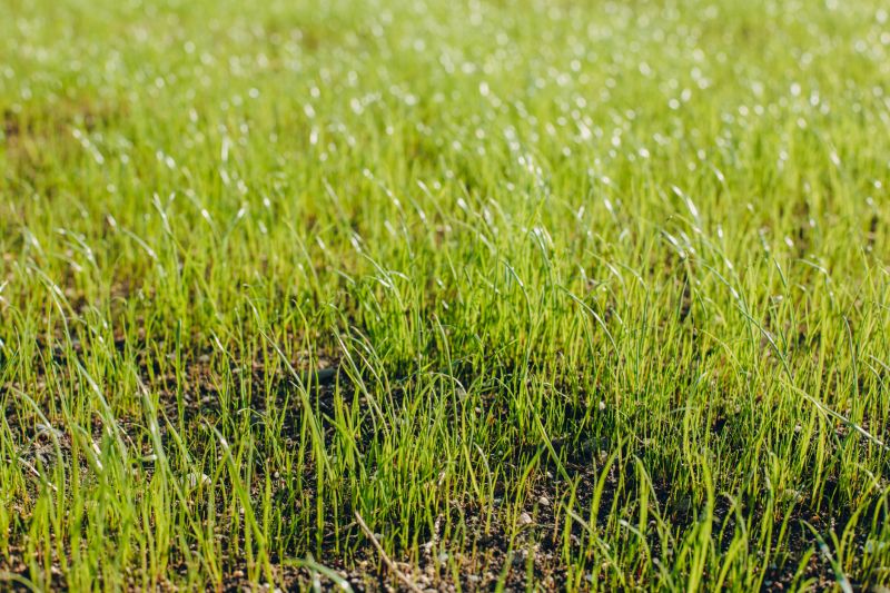 Fall Lawn Seeding in Honolulu, HI