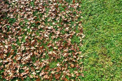 Lawn Care During Fall