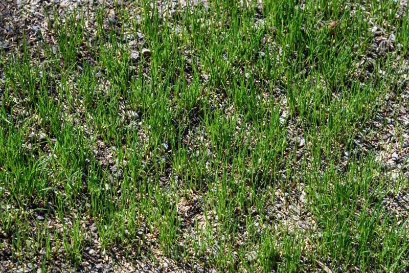 Lawn Seeding in Ventura County, CA