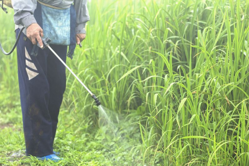 Lawn Weed Treatment in Rockwall, TX