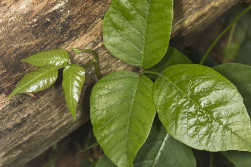 Poison Ivy Removal in Ventura County, CA