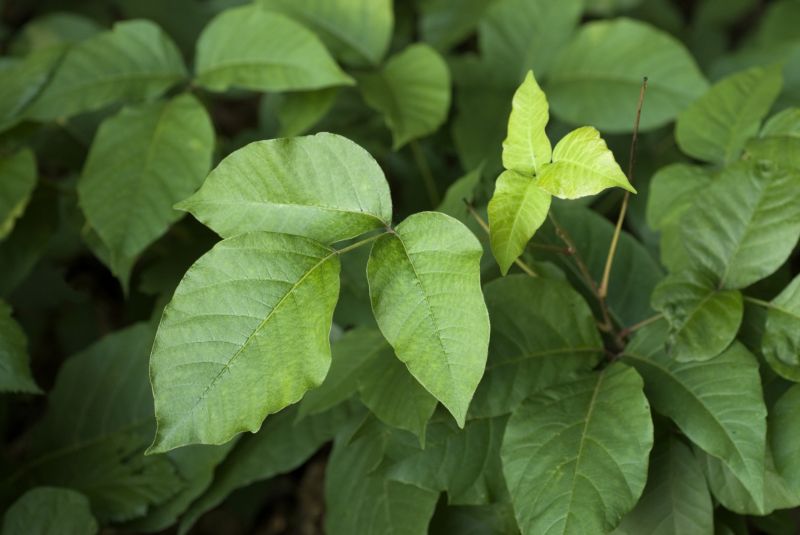 Poison Ivy Removal in Pottstown, PA