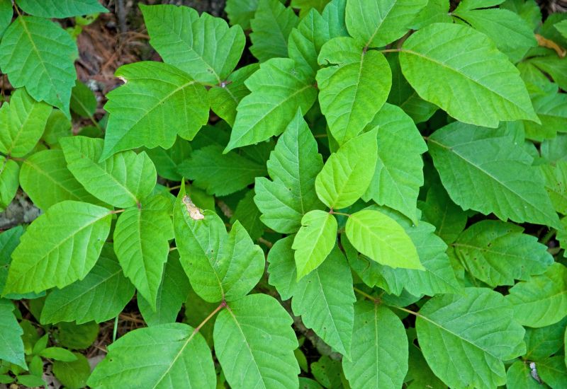 Poison Oak Removal in Newark, DE