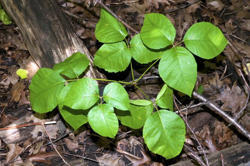 Poison Oak Removal in West Chester, PA