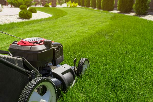 Regular Lawn Trimming